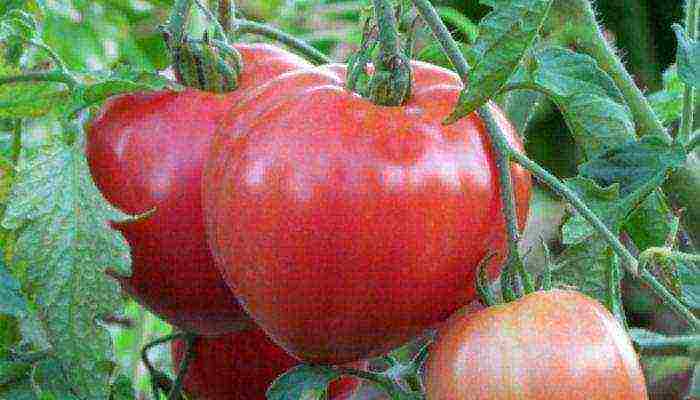 tomatoes are the best pink varieties