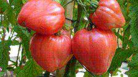 tomatoes are the best pink varieties