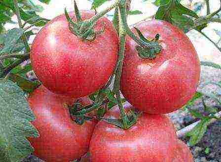 tomatoes are the best pink varieties