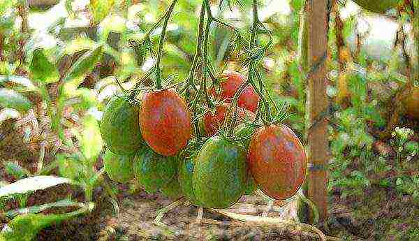 tomatoes are the best pink varieties