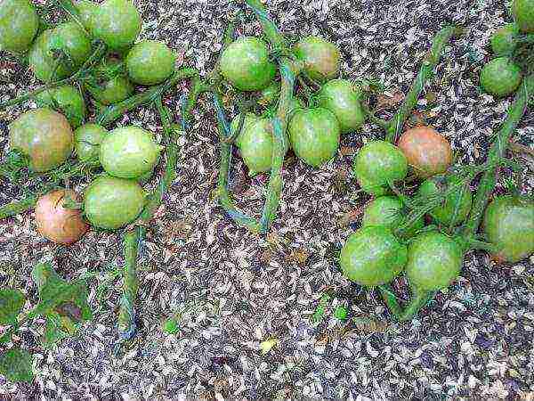 kamatis ang pinakamahusay na mga rosas na varieties