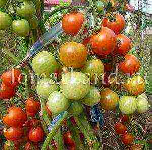 tomatoes are the best varieties of cherry