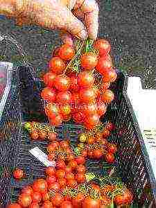 tomatoes are the best varieties of cherry