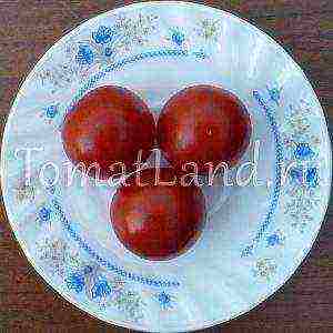 tomatoes are the best varieties of cherry