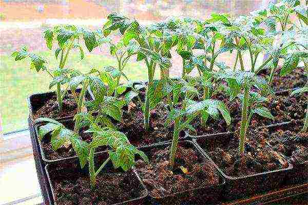 tomatoes are the best varieties of cherry