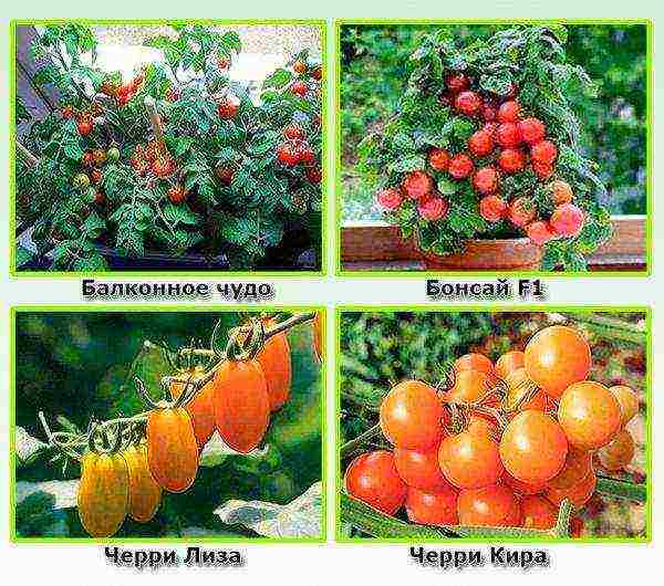 tomatoes are the best varieties of cherry