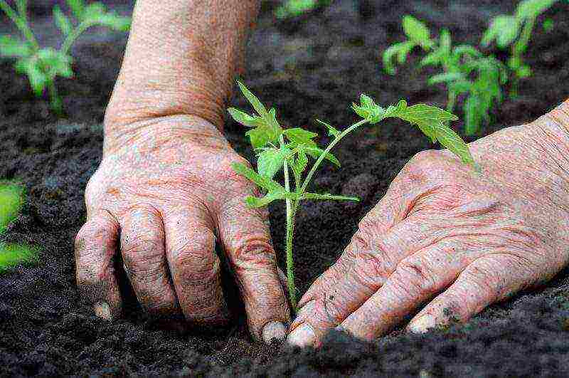 tomatoes on the street care and planting open ground