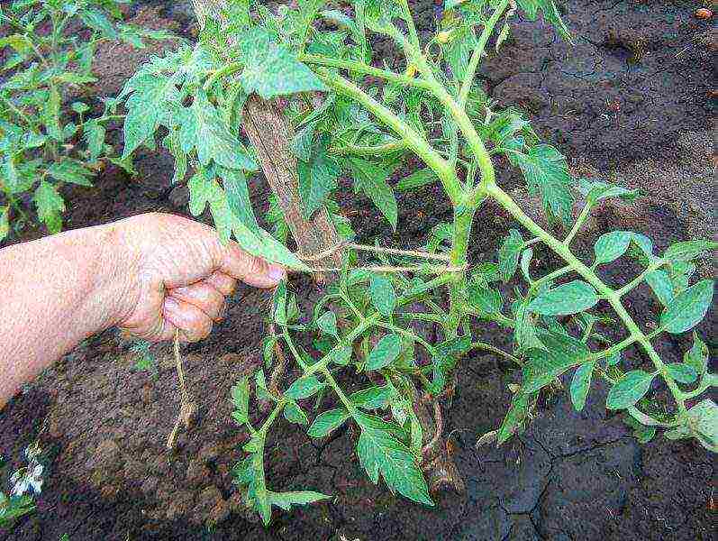 tomatoes on the street care and planting open ground