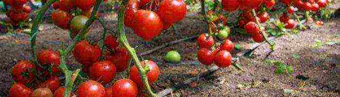 tomatoes on the street care and planting open ground