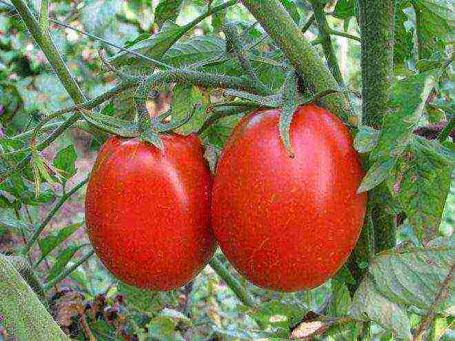 Siberian tomatoes best varieties