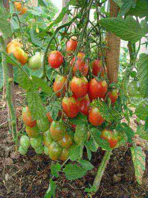 Pinakamahusay na mga pagkakaiba-iba ang mga kamatis ng Siberian