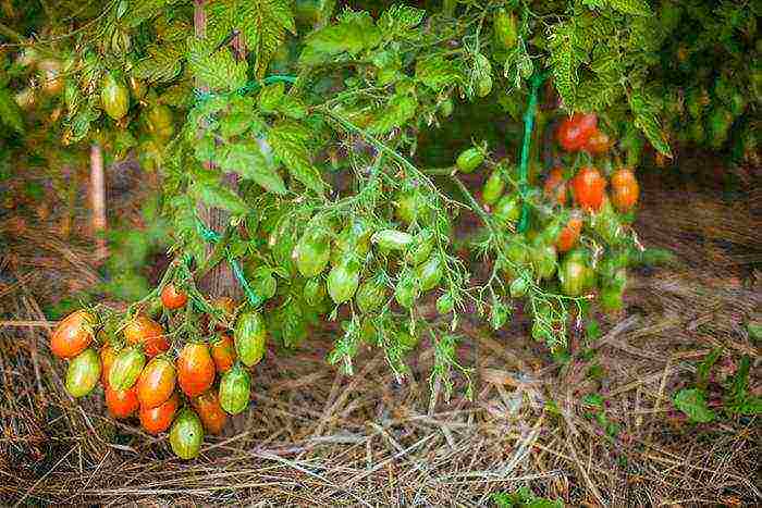 Siberian tomatoes best varieties