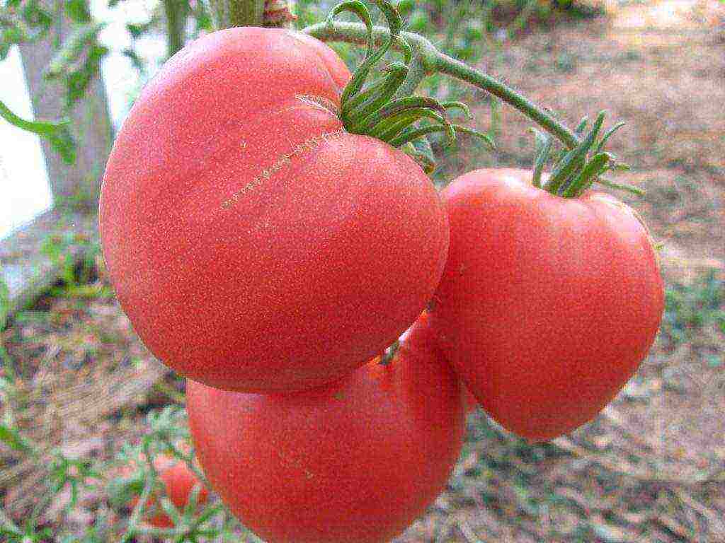 Siberian tomatoes best varieties