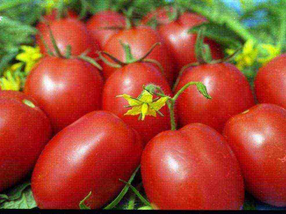 Siberian tomatoes best varieties