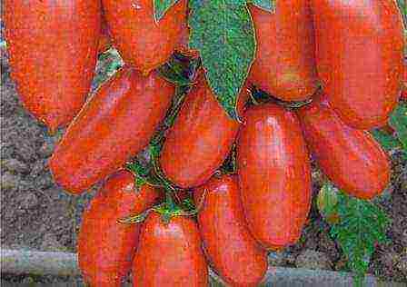 Siberian tomatoes best varieties