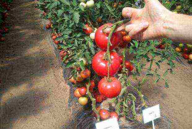 Siberian tomatoes best varieties