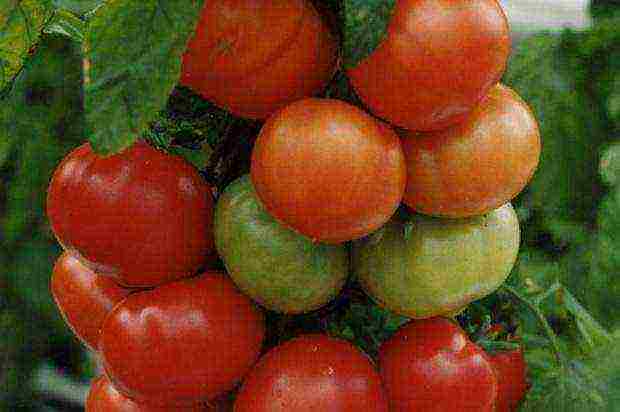 Siberian tomatoes best varieties
