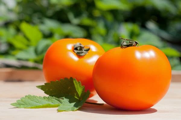 Siberian tomatoes best varieties