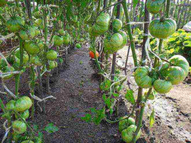 Siberian tomatoes best varieties