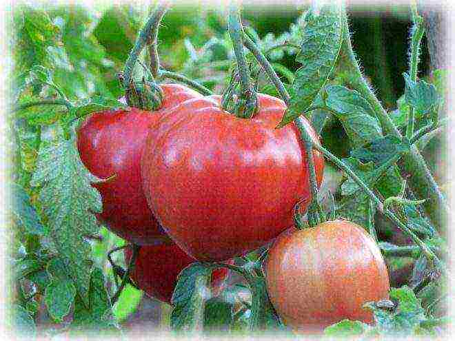 Siberian tomatoes best varieties