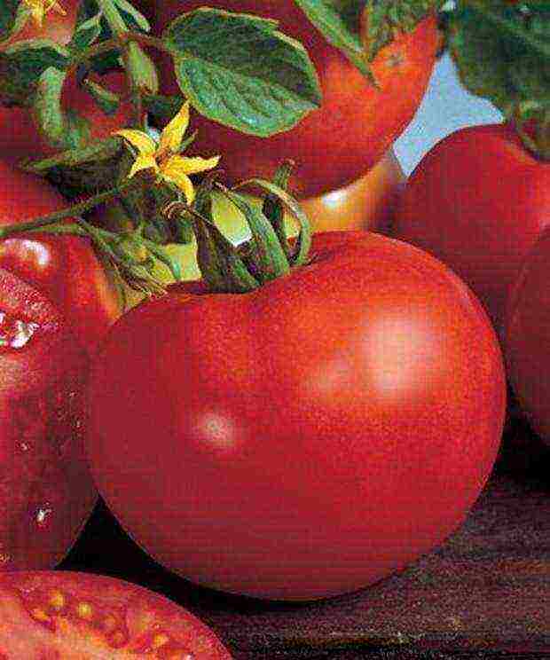 Siberian tomatoes best varieties