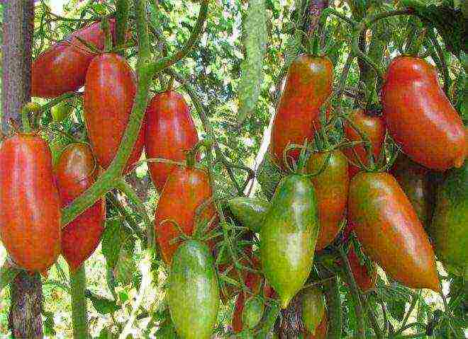 Siberian tomatoes best varieties