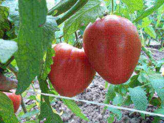 Siberian tomatoes best varieties