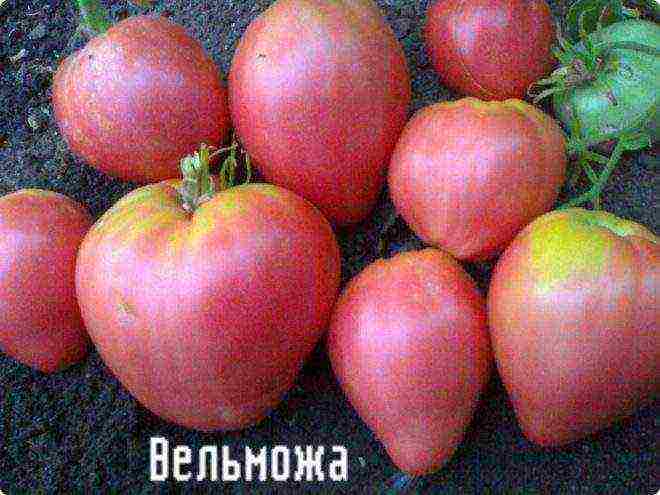 Siberian tomatoes best varieties