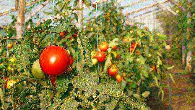 Siberian tomatoes best varieties