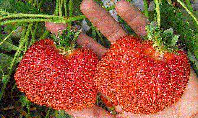 top of the best varieties of strawberries