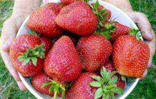 tuktok ng mga pinakamahusay na pagkakaiba-iba ng mga strawberry