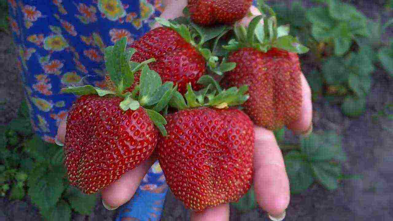 tuktok ng pinakamahusay na mga varieties ng strawberry