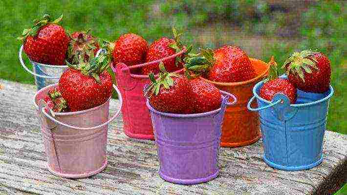 top of the best varieties of strawberries