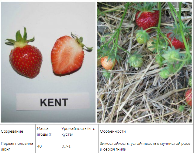 top of the best varieties of strawberries