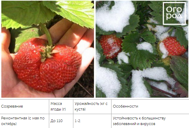 top of the best varieties of strawberries
