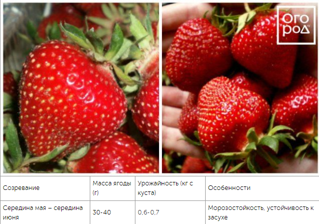 top of the best varieties of strawberries