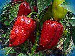 top of the best varieties of pepper