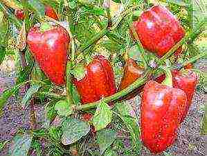 top of the best varieties of pepper