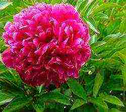 herbaceous peonies planting and care in the open field