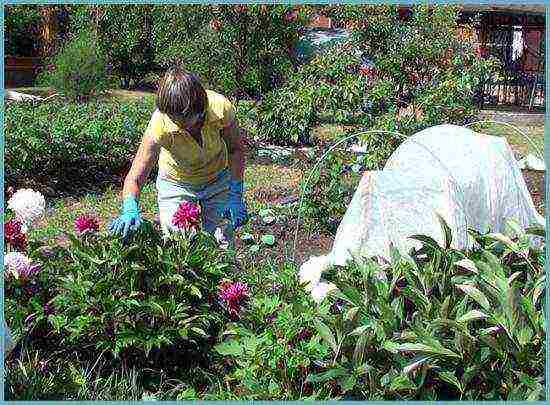 herbaceous peonies planting and care in the open field