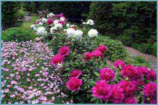 herbaceous peonies planting and care in the open field