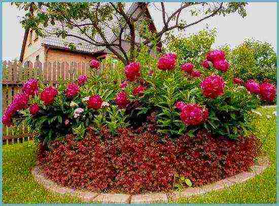 herbaceous peonies planting and care in the open field