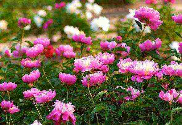 herbaceous peonies planting and care in the open field