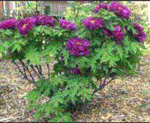 mala-halaman na mga peonies na pagtatanim at pangangalaga sa bukas na bukid