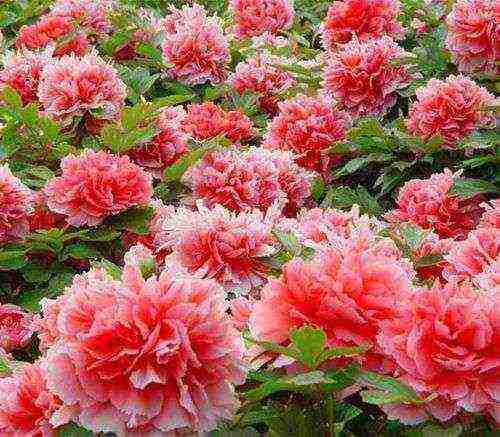 herbaceous peonies planting and care in the open field