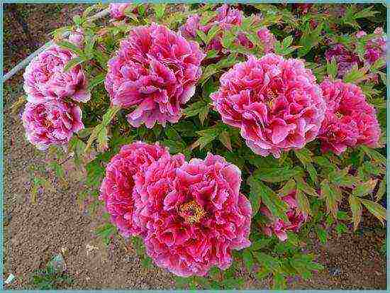 mala-halaman na mga peonies na pagtatanim at pangangalaga sa bukas na bukid