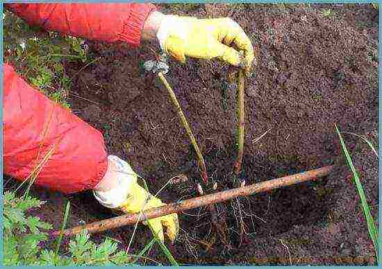 herbaceous peonies planting and care in the open field