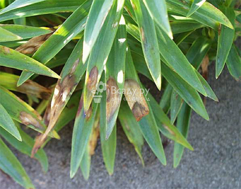 tubular lilies outdoor planting and care