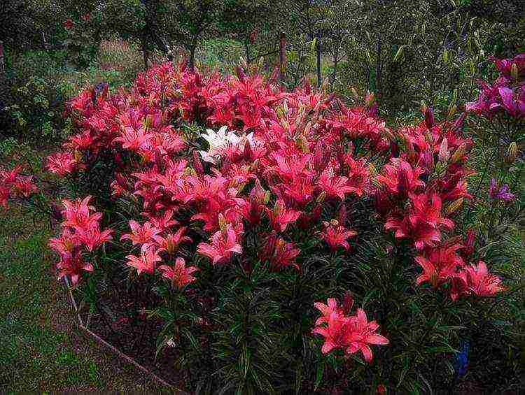 tubular lilies outdoor planting and care