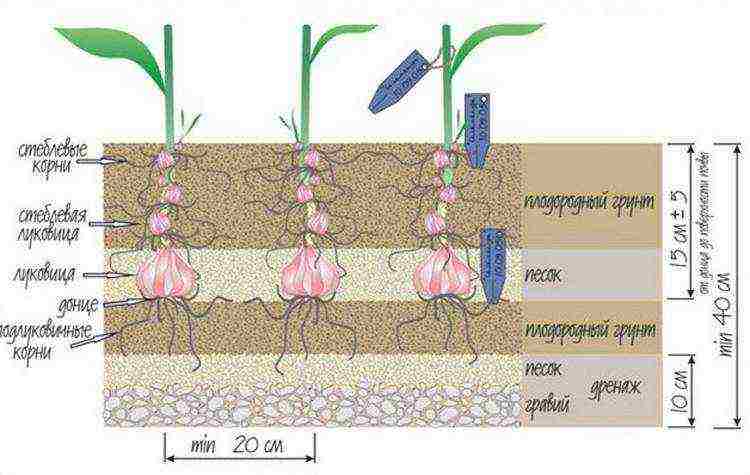 tubular lilies outdoor planting and care